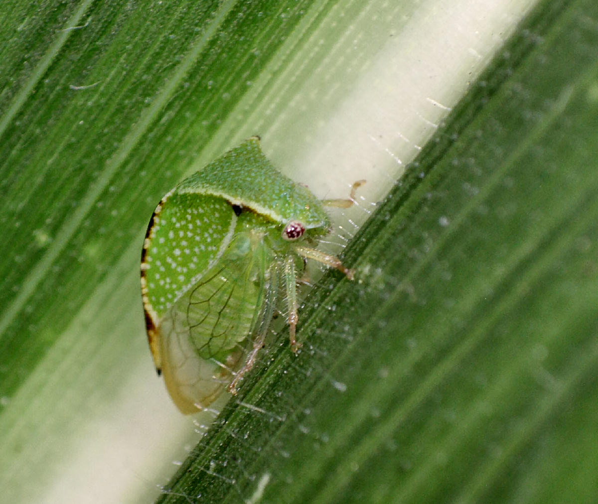 Stictocephala bisonia